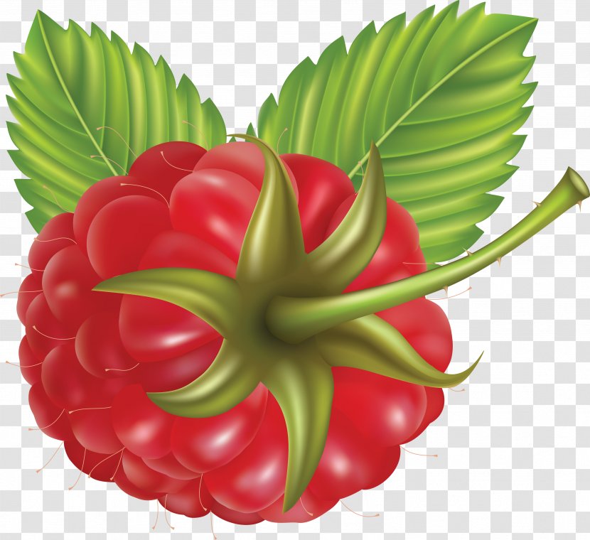 Raspberry Praline Clip Art - Local Food - Rraspberry Image Transparent PNG