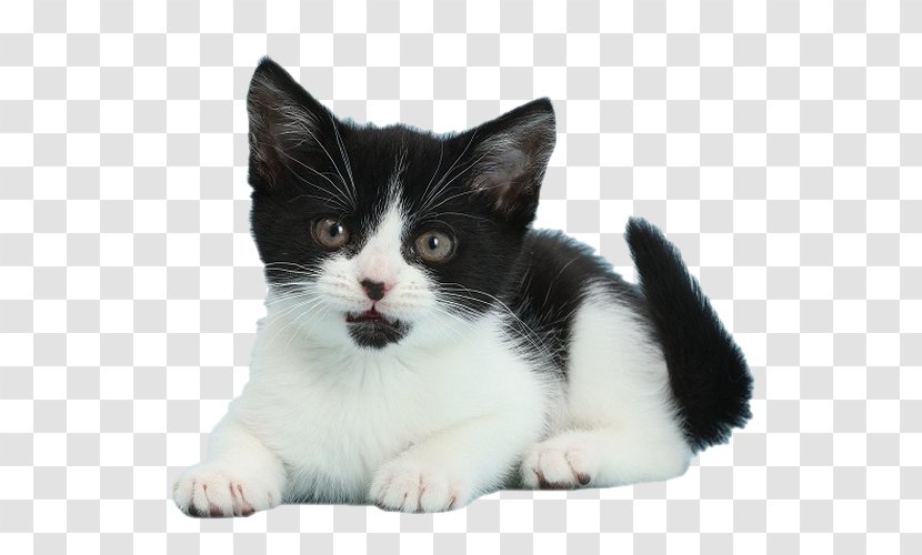 Kitten Whiskers American Wirehair Munchkin Cat European Shorthair - Small To Medium Sized Cats Transparent PNG
