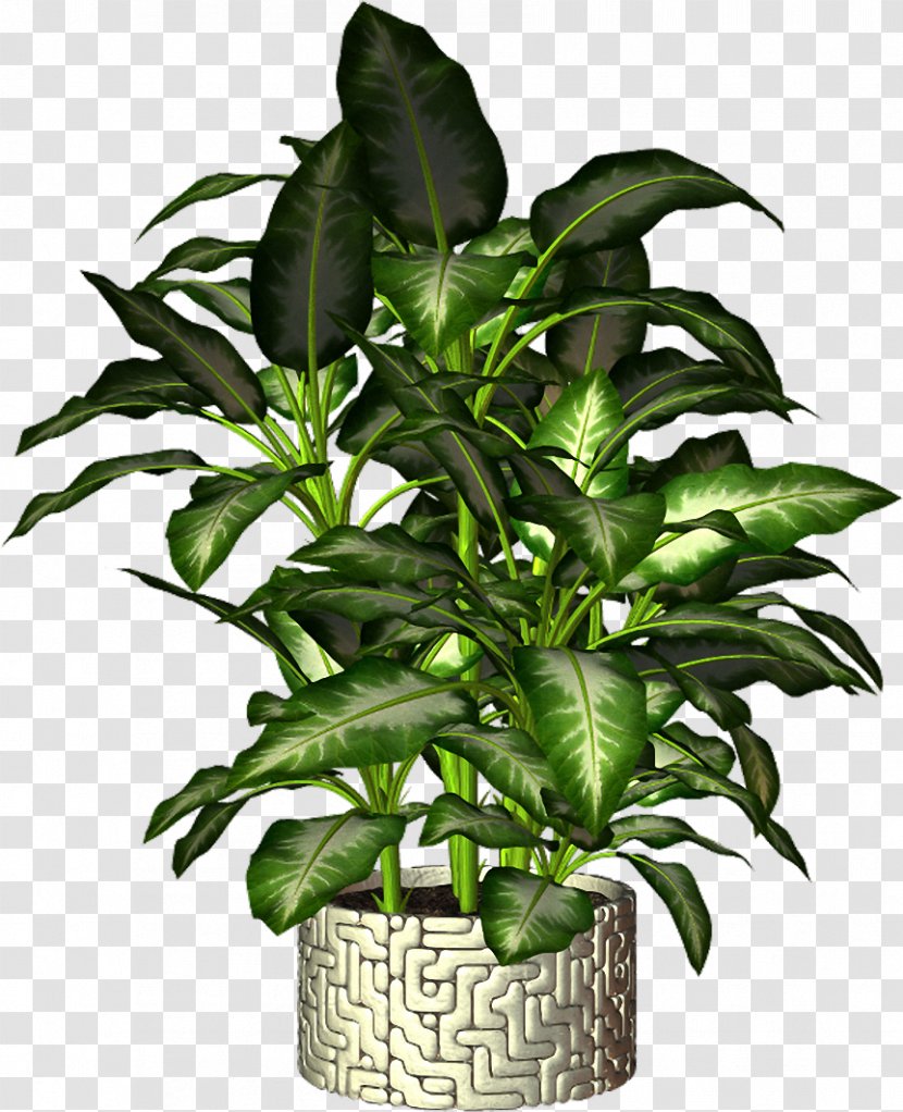 Flowerpot Plant - Houseplant Transparent PNG