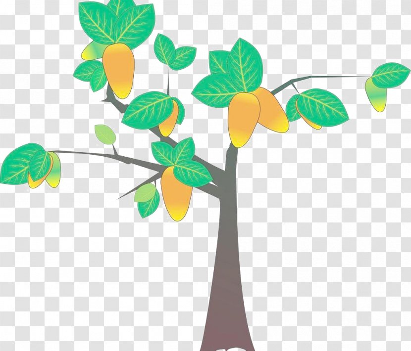Mango - Mangifera Indica - A Tree Transparent PNG