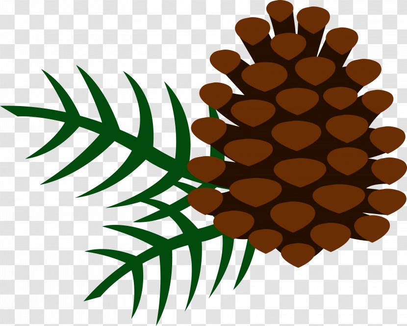 Conifer Cone Clip Art - Plant Stem - Pine Transparent PNG