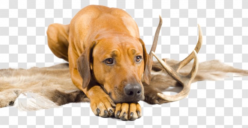Dog Breed Rhodesian Ridgeback Puppy Redbone Coonhound Broholmer - Antler Transparent PNG