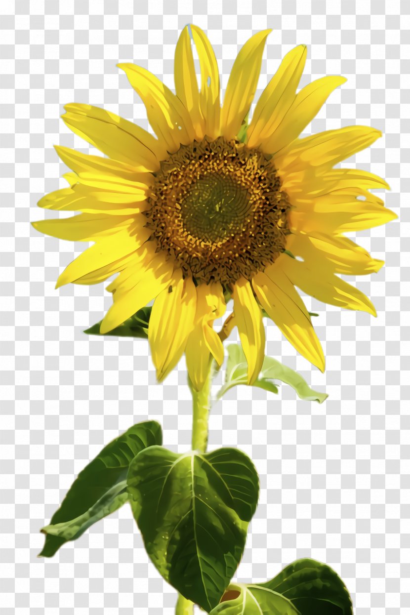Plants Background - Sunflower Seed - Perennial Plant Transparent PNG