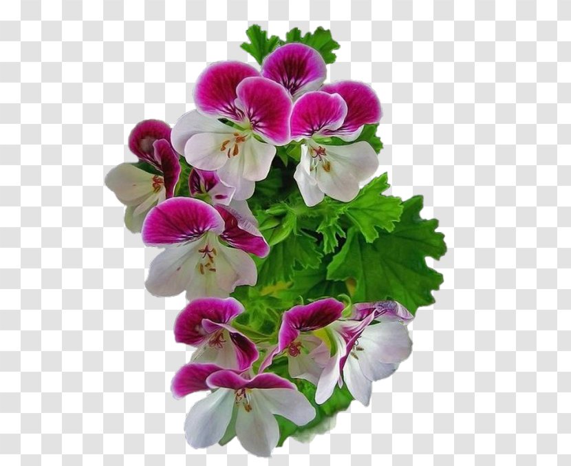Flower Sweet Violet Clip Art - Annual Plant - Pansy Transparent PNG