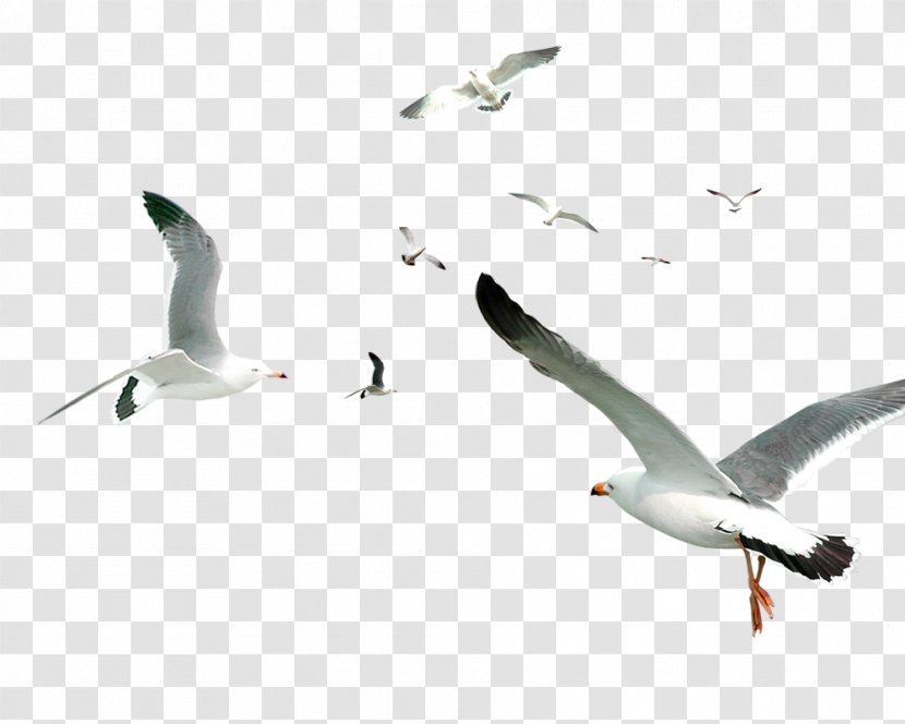 White Simple Birds Flying Material - Seabird - Fauna Transparent PNG