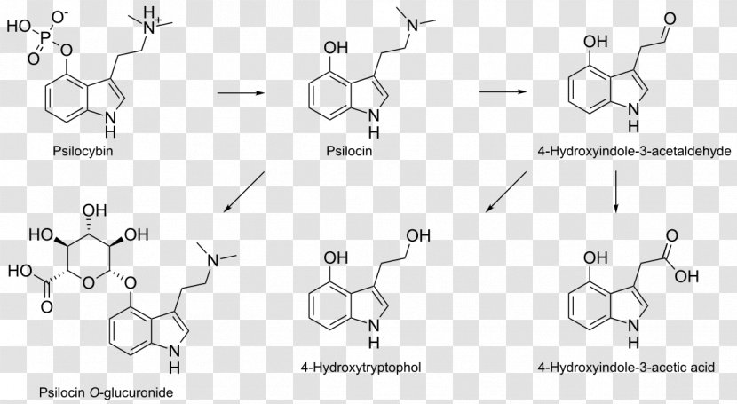 Psilocybin Mushroom Psilocin N,N-Dimethyltryptamine Aromatic Amino Acid - Frame - Tree Transparent PNG