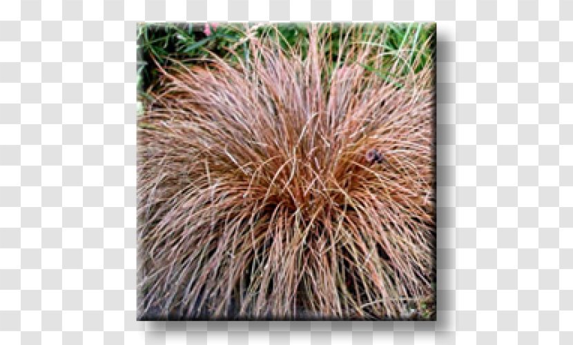 Sedges Buchanan's Sedge Carex Tricolor Grass Comans - Porcupine Transparent PNG