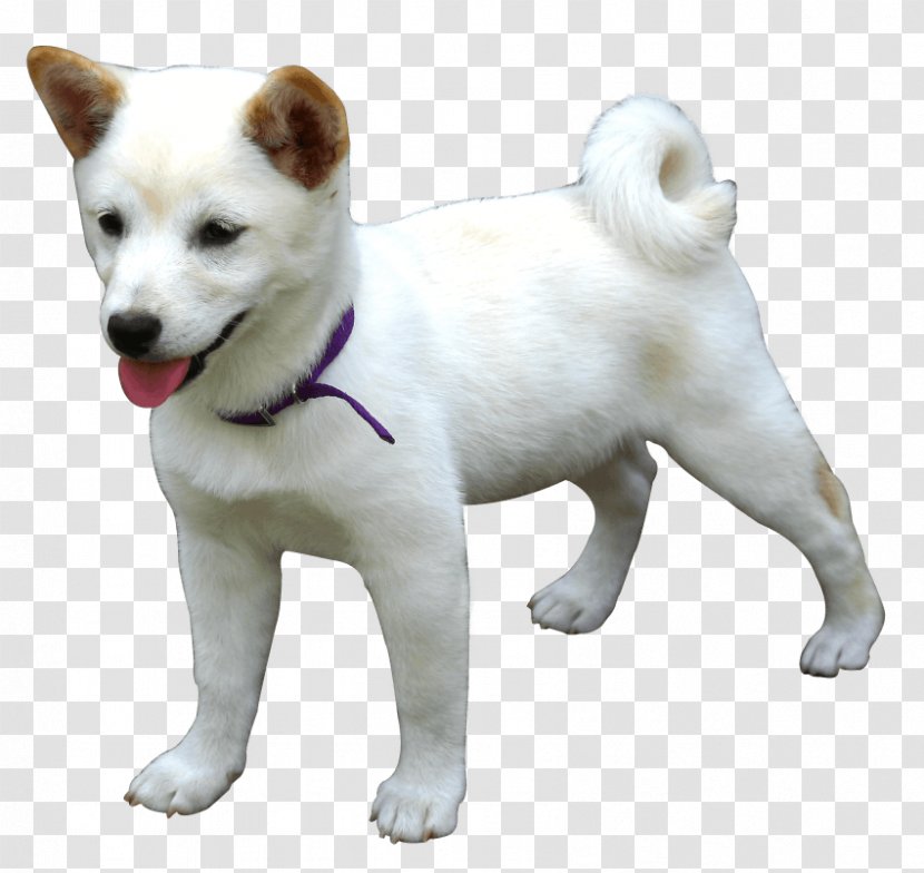 Akita Hokkaido Dog Samoyed Kishu Canaan - Breed - Love Transparent PNG