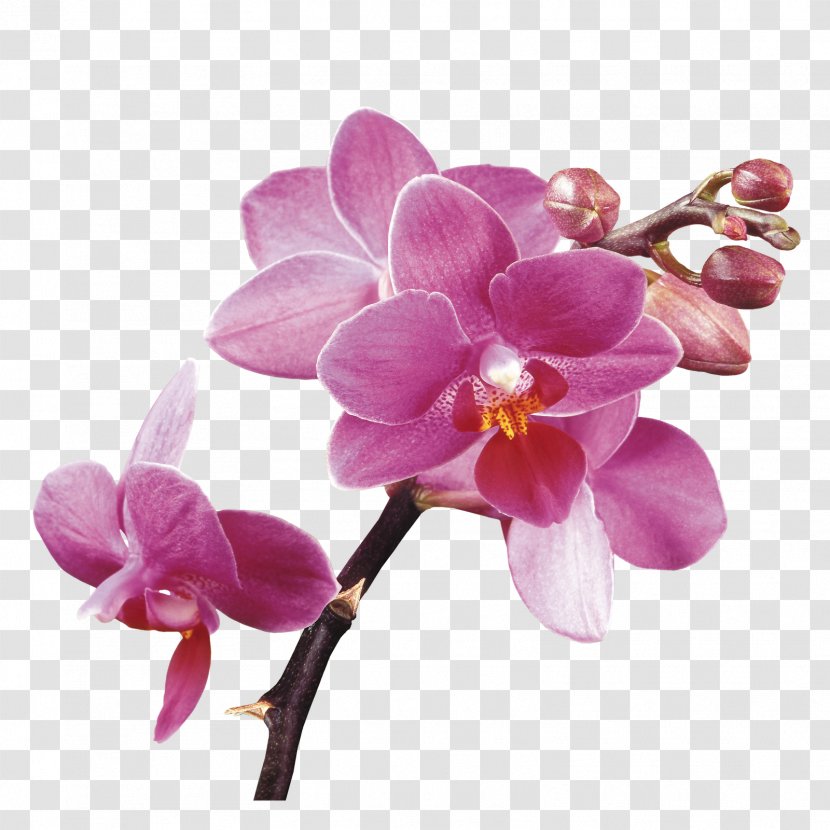 Orchids Clip Art - Green - Flower Spa Transparent PNG
