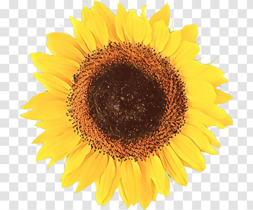 Vector Graphics Image Illustration Drawing Common Sunflower - Vegetarian Food Transparent PNG