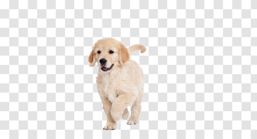 Golden Retriever Puppy Dog Breed Labrador Companion Transparent PNG