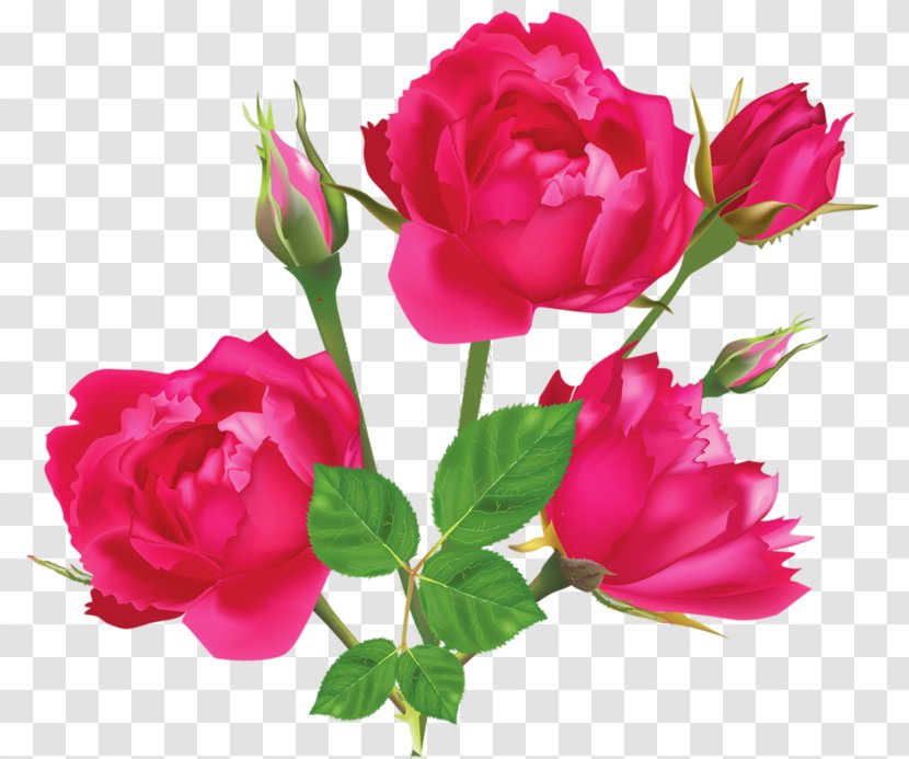 Pink Rose White Light - Garden Roses Transparent PNG