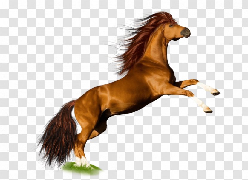 Mustang Pony Stallion Mane - Horse Like Mammal - Image Download Picture Transparent Background Transparent PNG