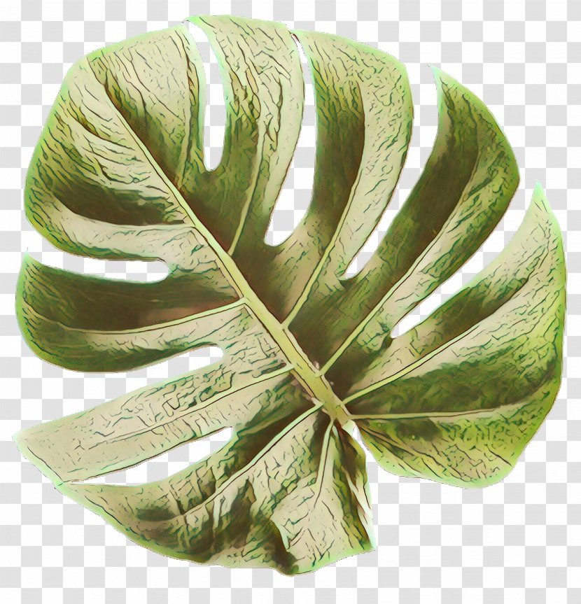 Green Leaf Background - Alismatales Arum Family Transparent PNG