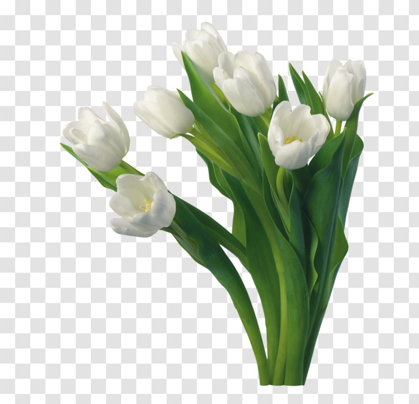 Tulip Flower Desktop Wallpaper Rose White - Plant Transparent PNG