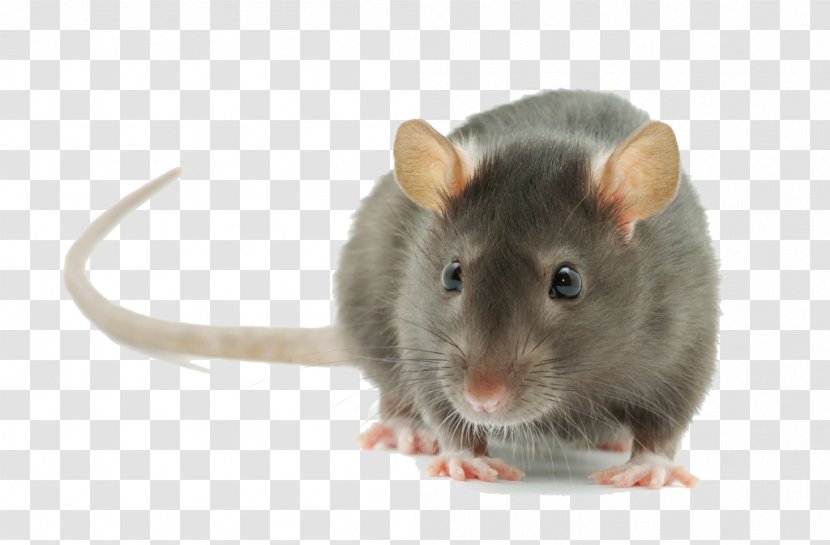 Brown Rat Rodent Mouse Black Pest Control - Fauna Transparent PNG