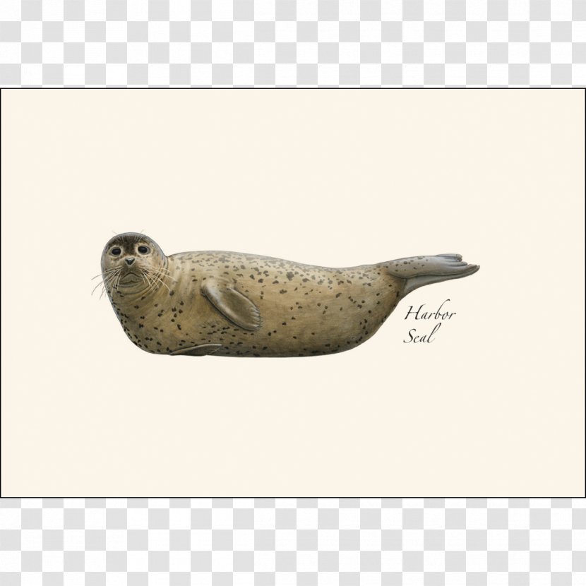 Sea Lion North Carolina Marine Mammal Pinniped Harbor Seal - Boxedcom Transparent PNG