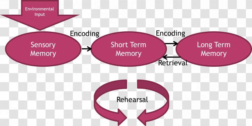 Atkinson–Shiffrin Memory Model Short-term Long-term Psychology - Sensory Transparent PNG