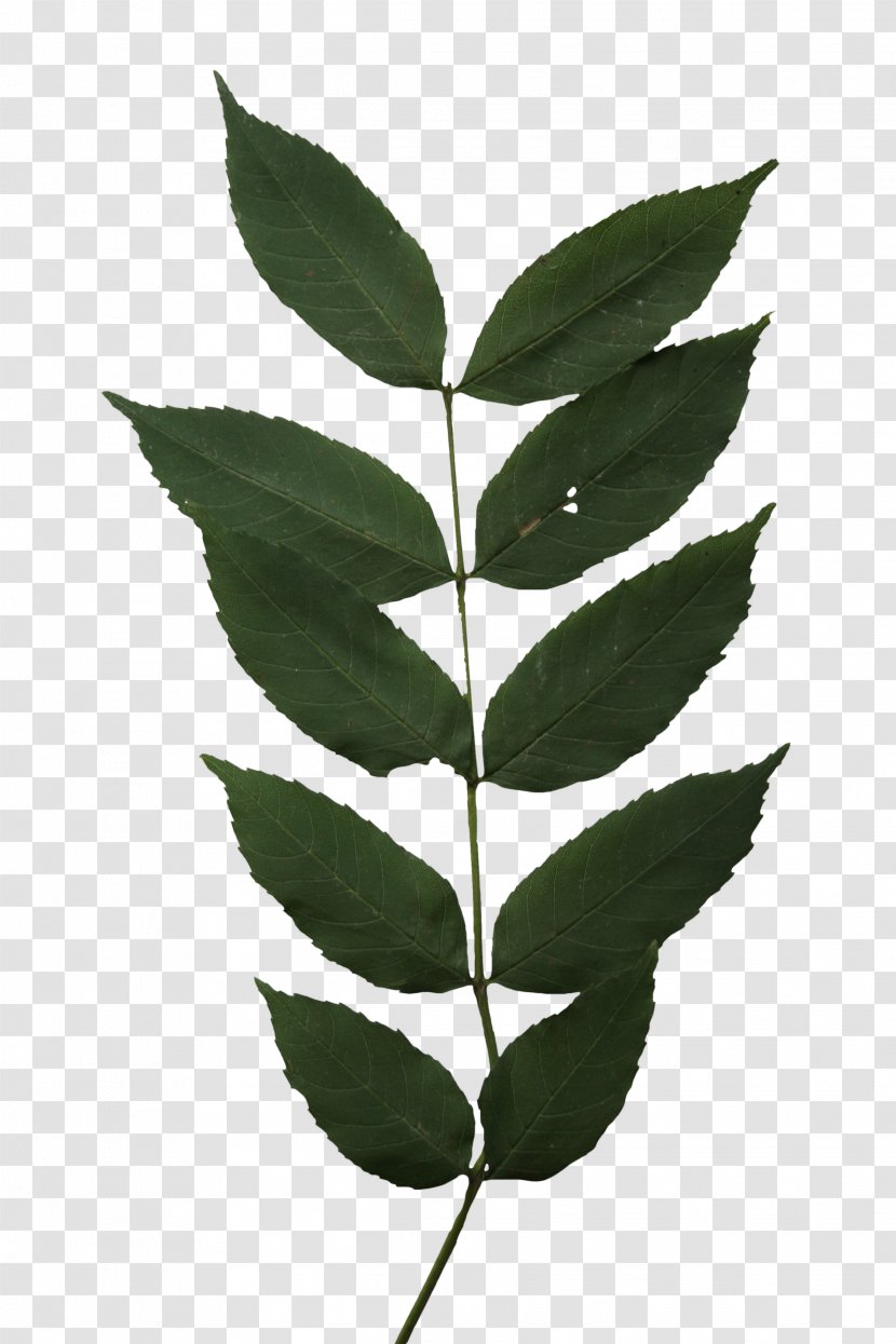 Boxelder Maple Leaf Twig Tree Ash Transparent PNG