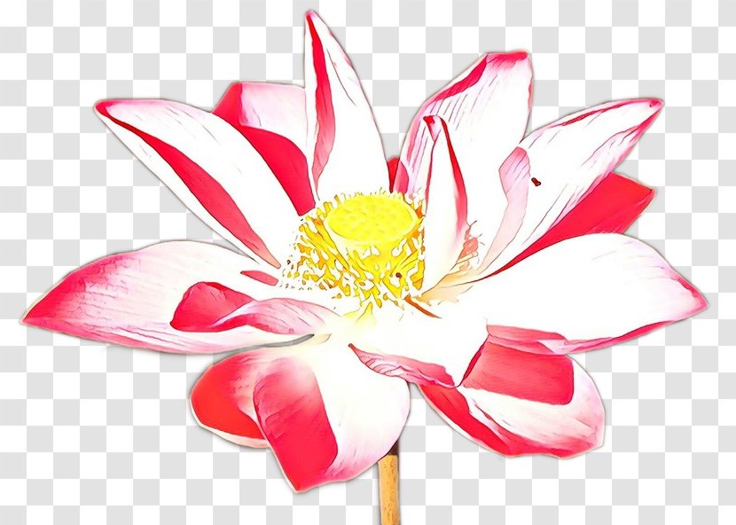 White Lily Flower - Proteales - Wildflower Plant Stem Transparent PNG