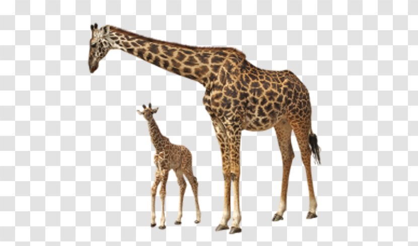 Rothschilds Giraffe Felidae Clip Art - Family Transparent PNG