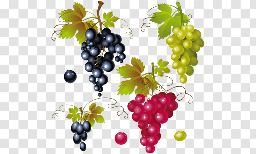 Red Wine Common Grape Vine Clip Art - Berry Transparent PNG