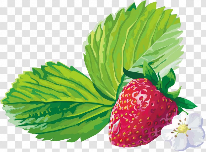 Musk Strawberry Raspberry Fruit - Plant Transparent PNG