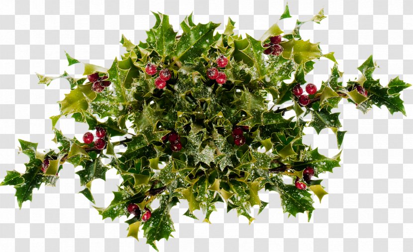 Flower Holly Floral Design Evergreen Tree - Plant - HOLLY Transparent PNG