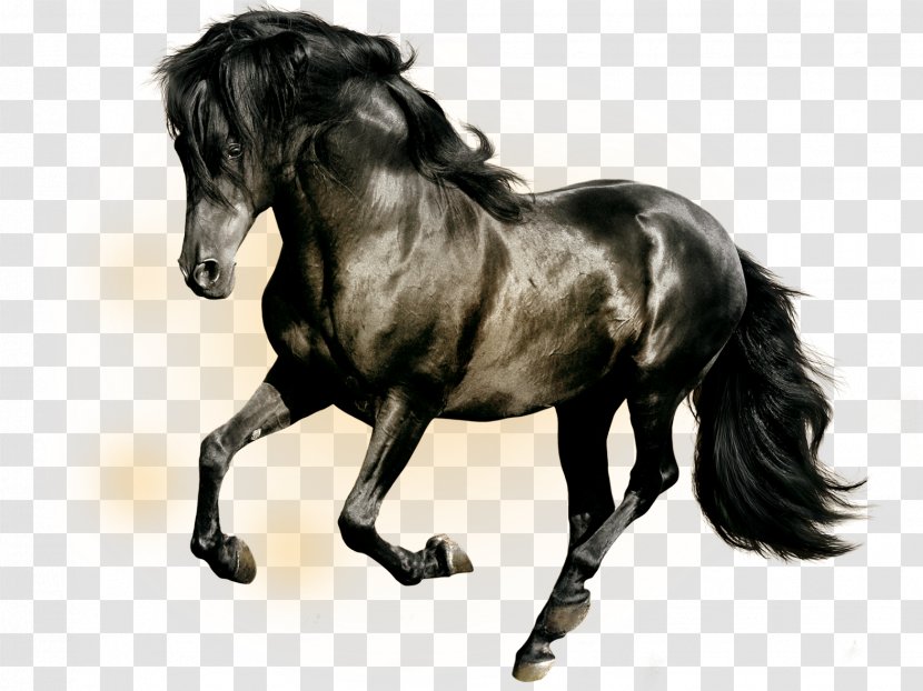 Horse Stallion High-definition Television Black Wallpaper - Ultrahighdefinition - Galloping Transparent PNG
