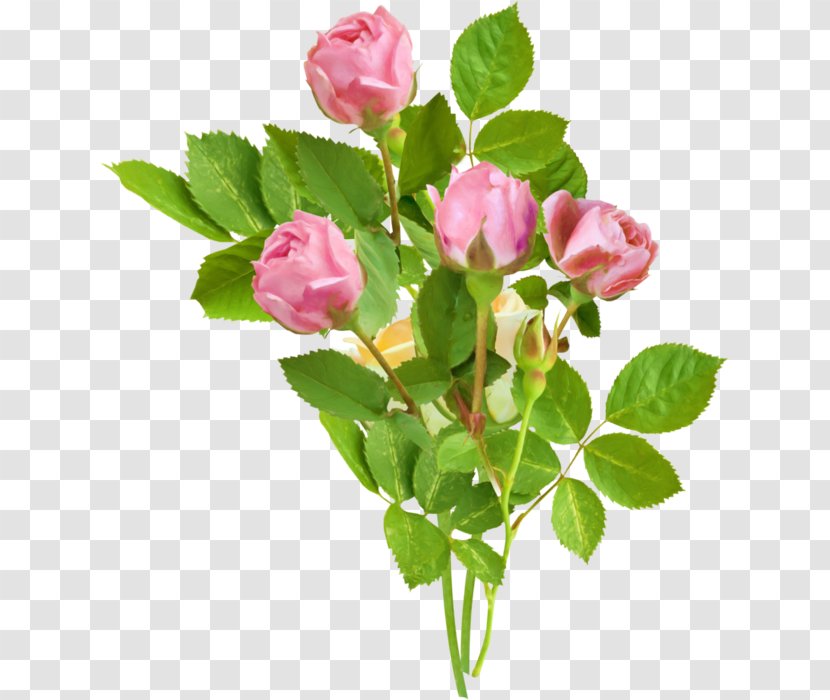 Rose Flower Drawing Animation Clip Art - Order Transparent PNG