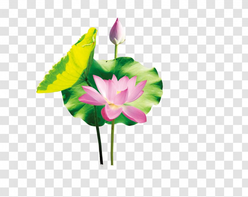 Poster Art - Painting - Lotus Transparent PNG