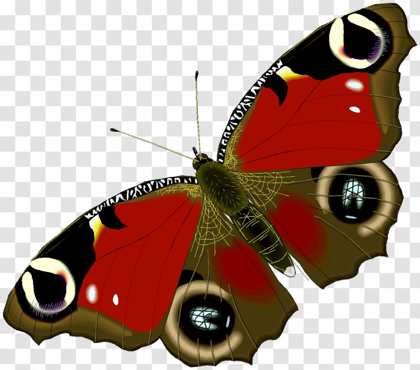 Butterfly Animation Drawing Clip Art - Pieridae - Insect Transparent PNG