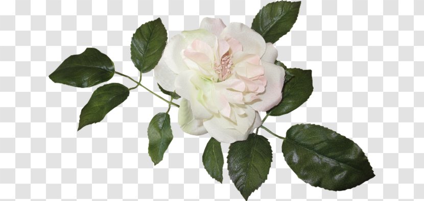 Vintage Roses: Beautiful Varieties For Home And Garden Flower Clip Art - Gardenia - Rose Transparent PNG