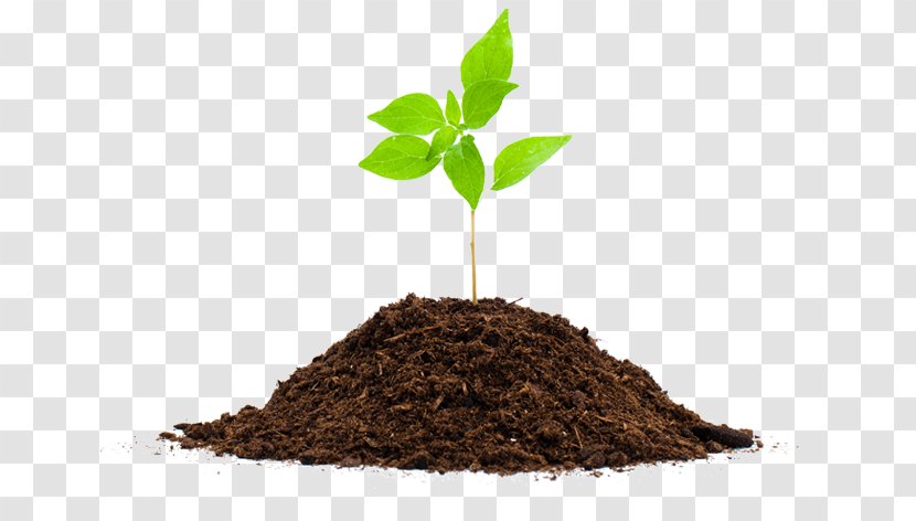 Seedling Plant Soil Root Compost - Potting Transparent PNG