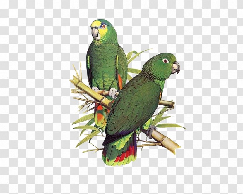Parrot Bird Scaly-naped Amazon Illustration - Alexandrine Parakeet - Hand-painted To Pull Material Free Transparent PNG