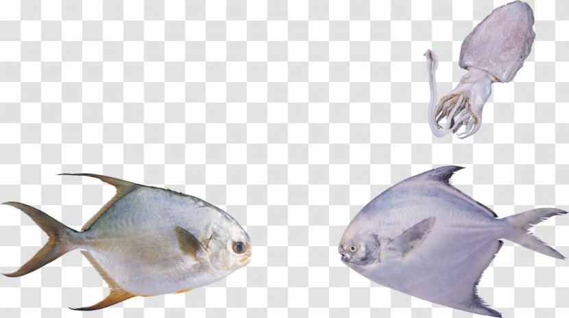 Seafood Bony Fishes U6d77u6c34u9b5a Freshwater Fish - Marine Biology - Creative Transparent PNG