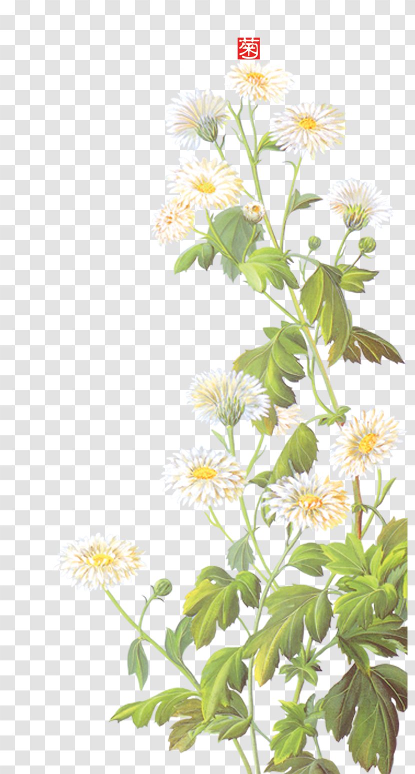 Daisy Background Material - Photography - Flower Arranging Transparent PNG