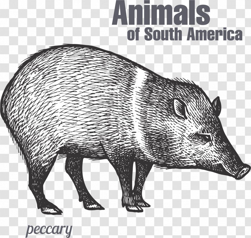Peccary Drawing Sketch - Art - Hand Painted Wild Boar Transparent PNG