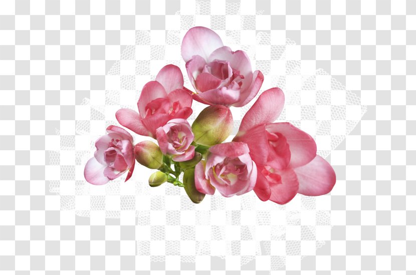 Cut Flowers Petal Floral Design Artificial Flower - Rosa Chinensis Transparent PNG