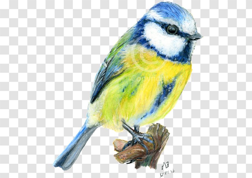 Drawing Birds Tit Watercolor Painting - Beak - Bird Transparent PNG