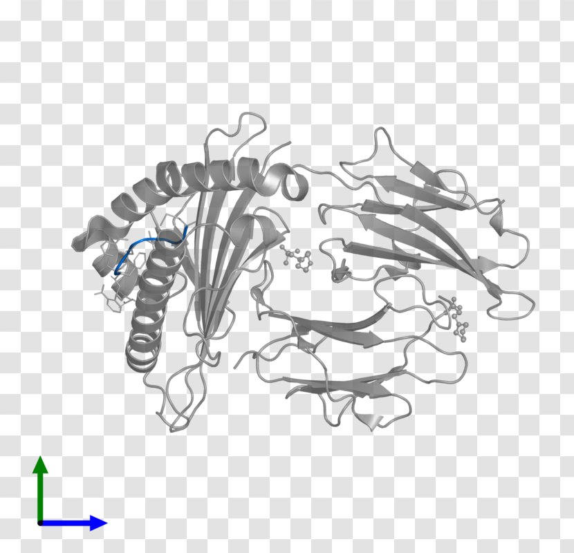 Line Art Sketch - Frame - Human Leukocyte Antigen Transparent PNG