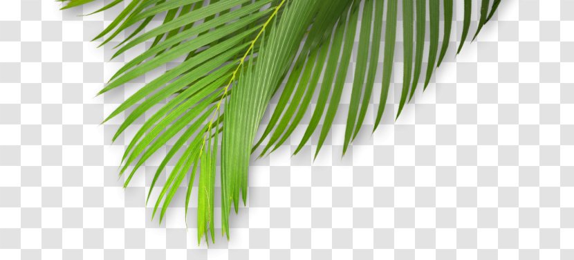 Leaf Plant Stem Tropical Climate Tropics - Nursery Transparent PNG