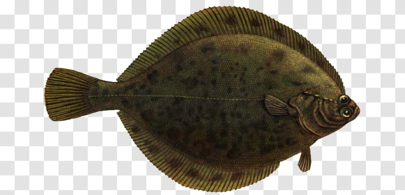 Fishing Cartoon - Bonyfish - Rayfinned Fish Transparent PNG