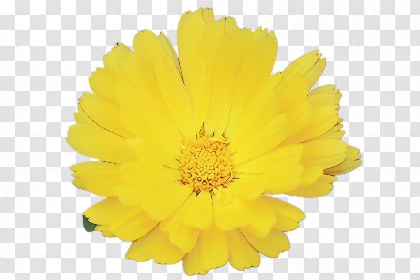 Wedding Floral Background - Calendula - Perennial Plant Sunflower Transparent PNG