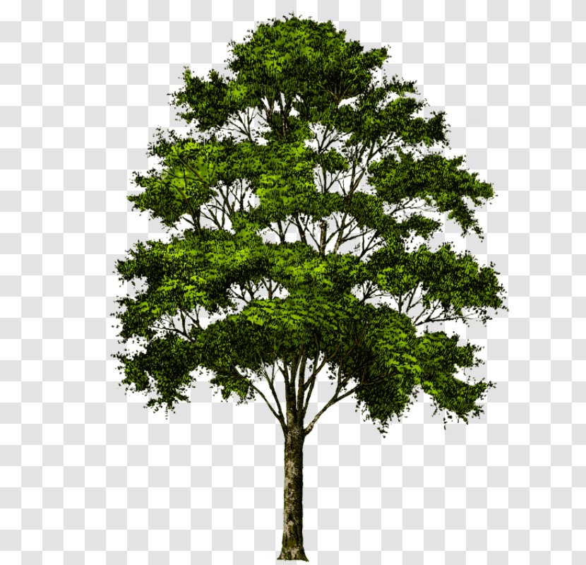 Transparency Clip Art Tree Image - Plant Transparent PNG