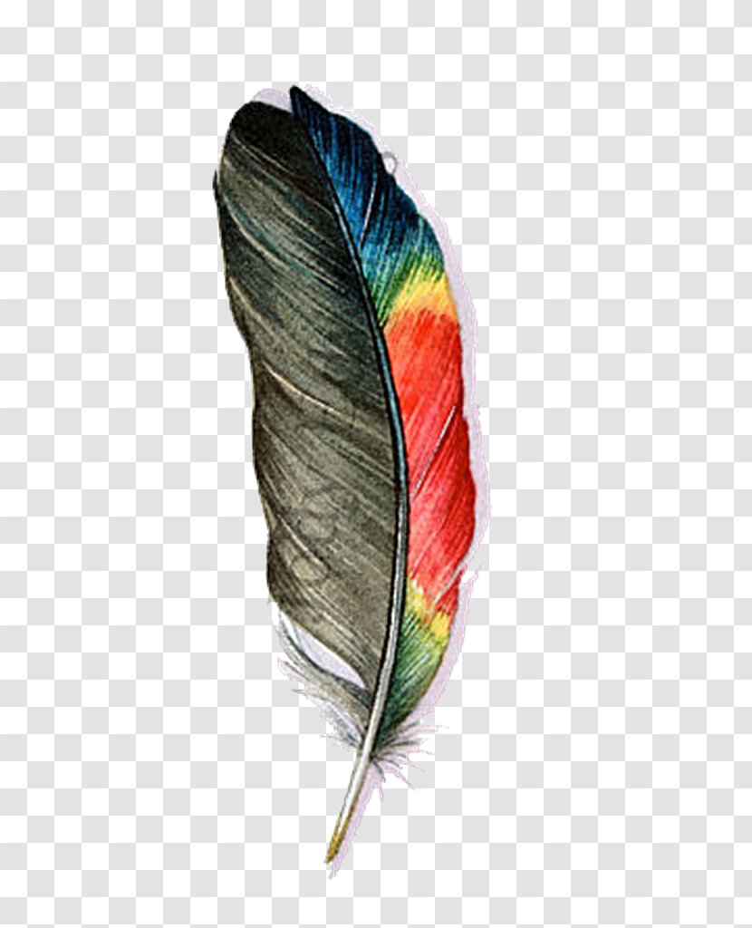 Feather Parrot Bird Watercolor Painting Transparent PNG