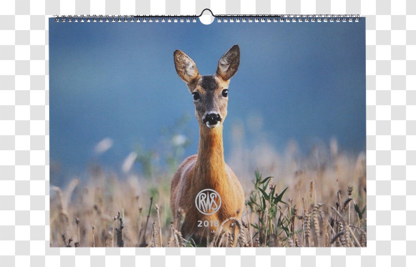 Impala RWS Hunting Deer Springbok - 2018 - Munition Transparent PNG