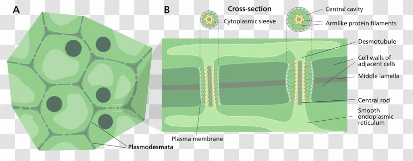 Cell Membrane Plant Wall - Eukaryote - Mata Transparent PNG