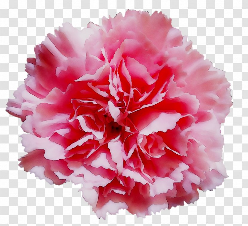 Tissue Paper Flower Carnation Pom-pom - Bunting - Cut Flowers Transparent PNG