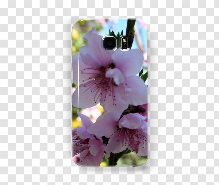 Flower Violet Lilac Lavender Purple - Peach Blossom Transparent PNG